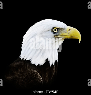 Portrait Of Bald Eagle On Black Background Stock Photo