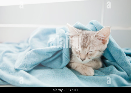 Tabby kitten sleeping under blanket Stock Photo