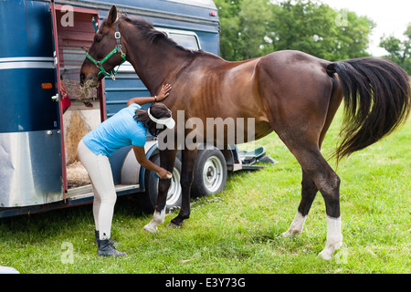 Rider grooming horse Stock Photo
