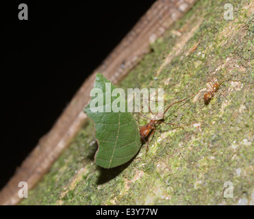 Leafcutter ants (Atta sp.) on tree in the Tambopata National Reserve in ...