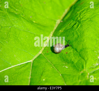 Small Snail on a Large Green Leaf showing the shell and veins of the ...