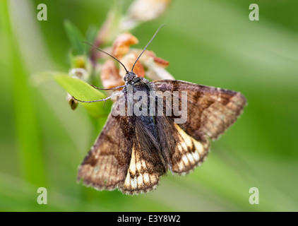 Burnet Companion moth. Box Hill, Dorking, Surrey, England. Stock Photo