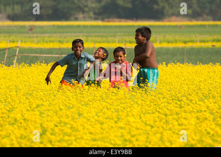 mustard field in Bangladesh Mustard is a cool weather crop and is grown from seeds sown in early spring. From mid December through to the end of January, Bangladesh farmers cultivate their crops of brightly coloured yellow mustard flowers that are in full bloom. Stock Photo