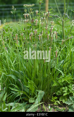 Ribwort plantain or lamb's tongue, Plantago lanceolata, flowering Stock Photo