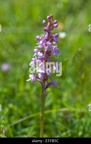 A fragrant orchid, Gymnadenia conopsea, flowering plant in short chalk grassland in summer Stock Photo