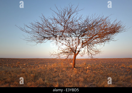 Lone tree in the Sahara desert, Mauritania, with a distant hill in the horizon Stock Photo