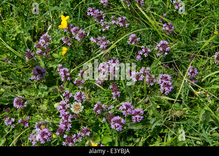 Wild thyme, Thymus vulgaris, flowering in short chalkland pasture Stock Photo