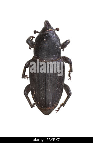 Coleoptera; Curculionoidea; Dryopththoridae; Sphenophorus sp.; Rice Levee Billbug; Stock Photo