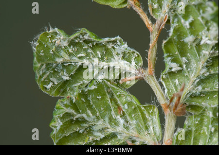 Woolly beech aphid, Phyllaphis fagi, on the underside of young beech hedge leaves Stock Photo