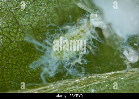 Photomicrograph of an immature woolly beech aphid, Phyllaphis fagi, with waxy extrusions forming Stock Photo