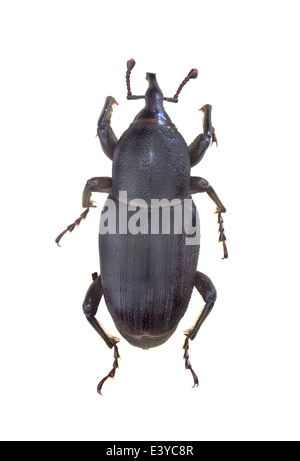 Coleoptera; Curculionoidea; Dryopththoridae; Sphenophorus sp.; Rice Levee Billbug; Stock Photo