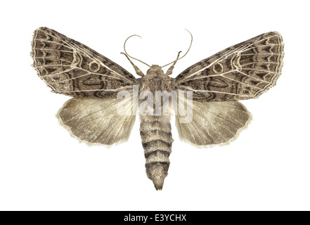 Lepidoptera; Noctuidae; Tholera decimalis; Poda 1761; Feathered Gothic; Stock Photo