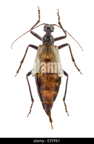 Vesper Insect Coleoptera; Vesperidae; Vesperus xatarti: female; Mulsant 1839; L: 60 ...