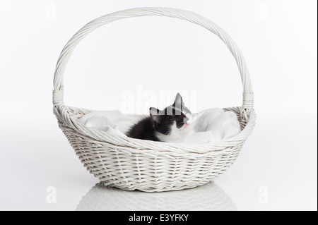 A smiling kitten lying in a white basket. Stock Photo
