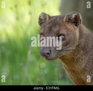 Male fossa Stock Photo