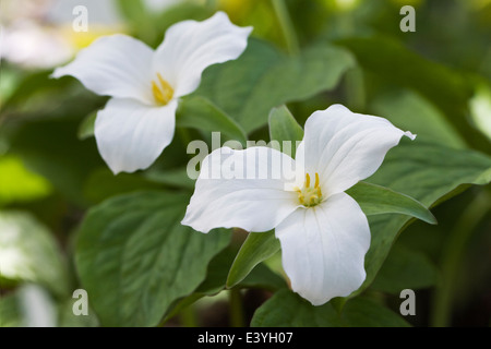 Trillium grandiflorum. Close up of Trillium flowers. White wake robin. Stock Photo