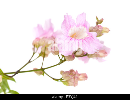 pink tekoma flowers isolated on white background Stock Photo