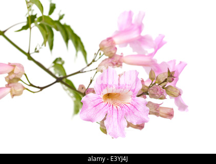 pink tekoma flowers isolated on white background Stock Photo