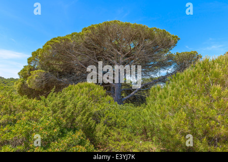 Beautiful tree in a sunny day in Algarve, Portugal Stock Photo