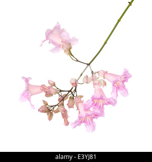 pink tekoma flowers isolated on white background Stock Photo