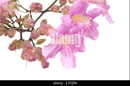 pink tekoma flowers isolated on white background Stock Photo