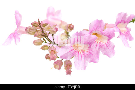 pink tekoma flowers isolated on white background Stock Photo