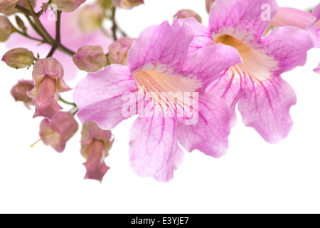 pink tekoma flowers isolated on white background Stock Photo