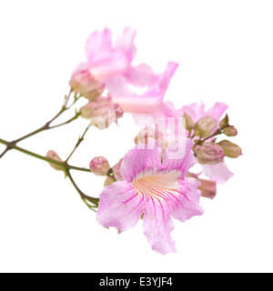 pink tekoma flowers isolated on white background Stock Photo