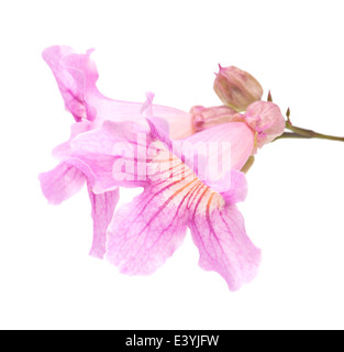 pink tekoma flowers isolated on white background Stock Photo