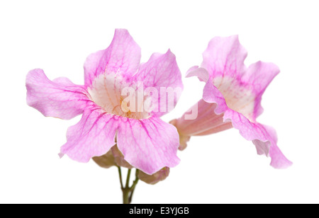 pink tekoma flowers isolated on white background Stock Photo