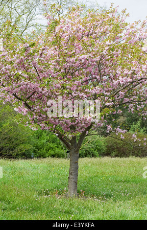 Japanese Flowering Cherry 'Asano', Prunus 'Asano' , Flowering Tree ...