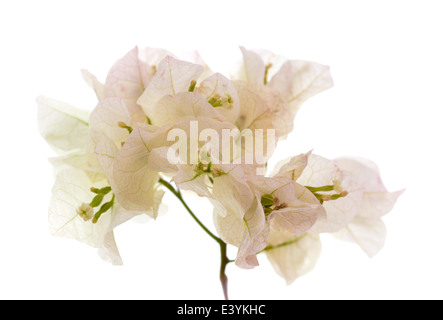 Bougainvillea isolated on white Stock Photo