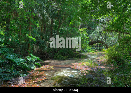 Rainbow Springs State Park is the source of the Rainbow River in North Central Florida. Stock Photo