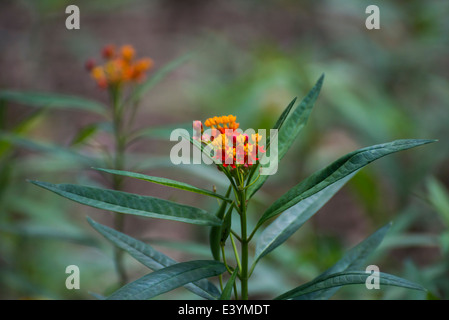 Butterfly garden at Rainbow Springs State Park is the source of the Rainbow River in North Central Florida. Stock Photo