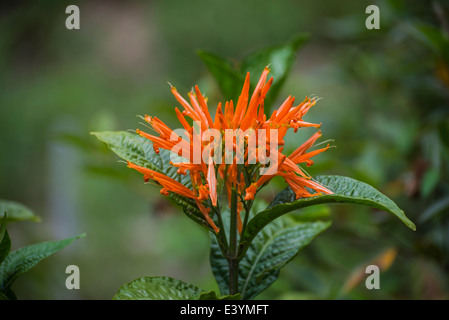 Butterfly garden at Rainbow Springs State Park is the source of the Rainbow River in North Central Florida. Stock Photo