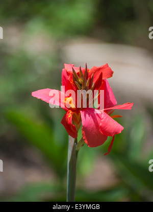 Butterfly garden at Rainbow Springs State Park is the source of the Rainbow River in North Central Florida. Stock Photo