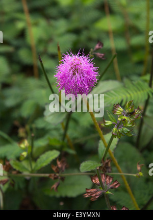 Mimosa strigillosa or sunshine mimosa is in the butterfly garden at Rainbow Springs State Park Stock Photo