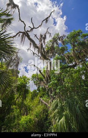 Rainbow Springs State Park is the source of the Rainbow River in North Central Florida. Stock Photo