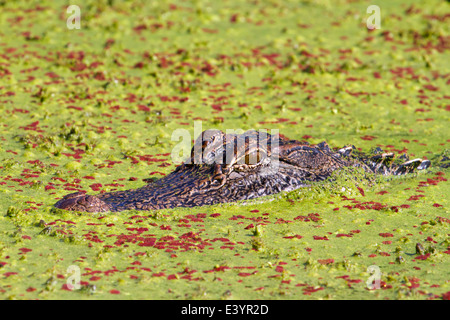 American alligator (Alligator mississippiensis), hiding in the swamp covered with duckweed, Brazos Bend State Park, Texas, USA. Stock Photo