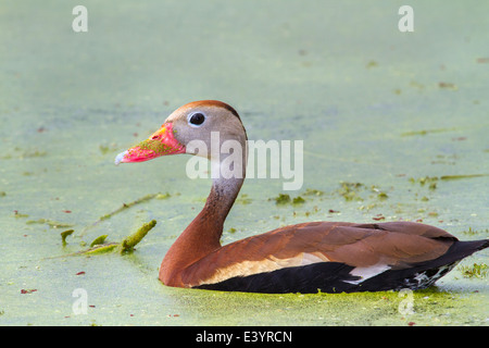 Black-bellied whistling duck (Dendrocygna autumnalis) in a swamp covered with duckweed.