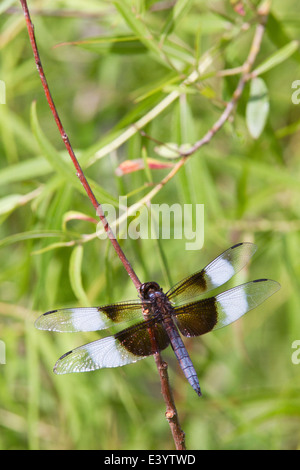 Male Widow skimmer dragonfly (Libellula luctuosa) on branch. Stock Photo