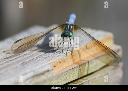 Blue dasher (Pachydiplax  longipennis) dragonfly resting on the end of a wooden railing. Stock Photo