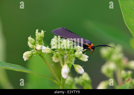 Virginia Ctenucha moth (Ctenucha virginica) Stock Photo
