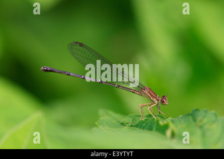 Blue fronted dancer (Argia apicalis) Stock Photo