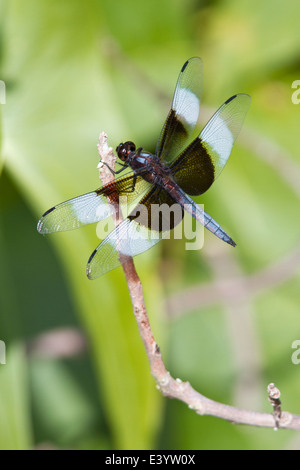 Widow skimmer dragonfly (Libellula luctuosa) on branch. Stock Photo