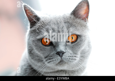 Gray British Shorthair Cat Stock Photo
