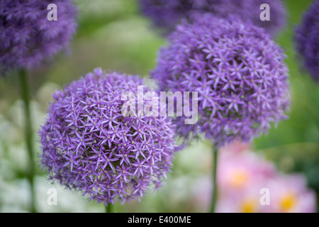 Purple giant allium flowers Allium giganteum 'Gladiator' Stock Photo