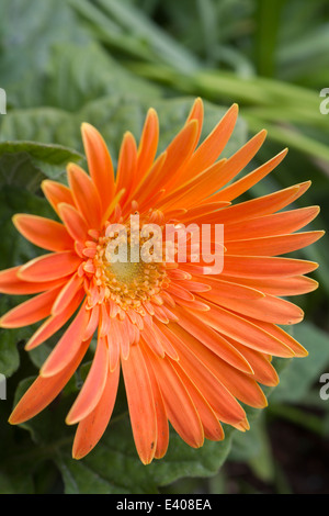 A Beautiful Orange Gerbera flower closeup Stock Photo
