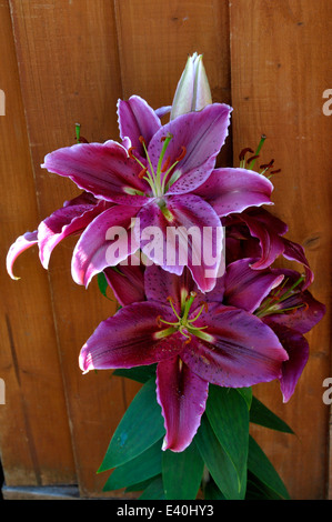 'Love Story' Oriental Lily (Lilium 'Love Story') Stock Photo