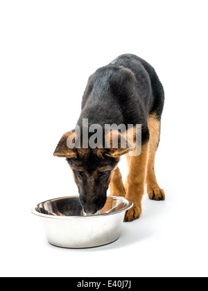 Three month German Shepherd puppy eating from metal bowl shot on white Stock Photo